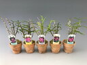 【石斛花物(セッコク)】赤花5種セットA