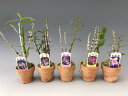 【石斛花物(セッコク)】赤花5種セットB