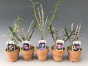 【石斛花物(セッコク)】桃花5種セット