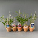 【石斛花物(セッコク)】兜咲き5種セット