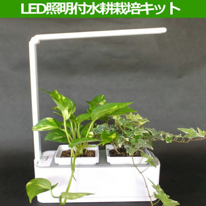 LED照明付水耕栽培キット【レタスの種付】室内用【RCP】