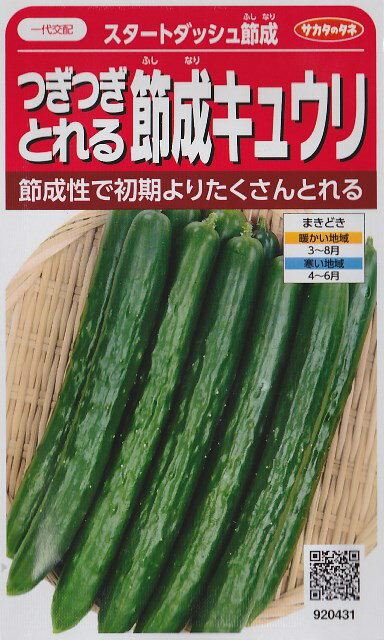 【つぎつぎとれる節成キュウリ】スタートダッシュ節成【一代交配（サカタのタネ）】（36粒）春まき野菜種 920431