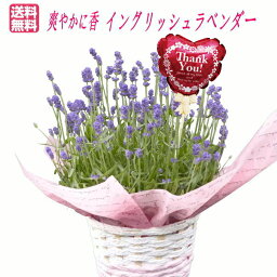 ラベンダー 花の鉢植え 【母の日ギフト】イングリッシュラベンダー鉢植え【楽ギフ_包装】