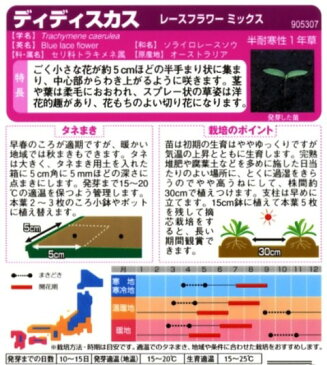 【レースフラワーミックス】ディディスカス【サカタのタネ】（1ml）【半耐寒性1年草】[春まき][秋まき]905307