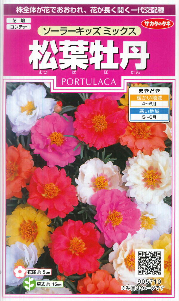 鮮やかに咲き誇る松葉牡丹の花言葉をご紹介 その由来や花の特徴を大公開 暮らし の