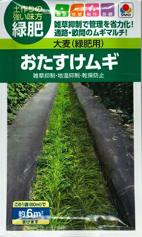 ブロッコリースプラウト種子 500ml（種子のみ）無種子消毒・非遺伝子組換え・高発芽率・健康成分 スルフォラファン 含有品種