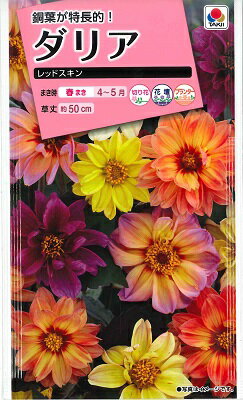 【ダリア】レッドスキン【タキイ種苗】40粒[春まき]のサムネイル