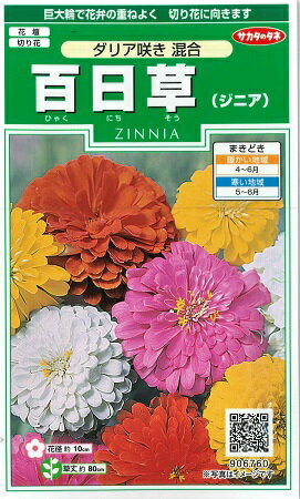 【ジニア（百日草）】ダリア咲き混合【サカタのタネ】(2ml)【春まき一年草】906760のサムネイル