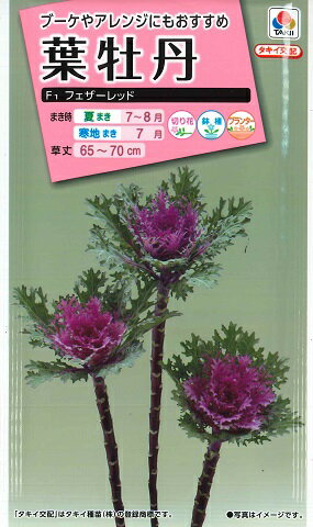 【葉牡丹の種】F1フェザーレッド【タキイ交配】（40粒）ハボタン/タキイ種苗[夏まき]FHB702