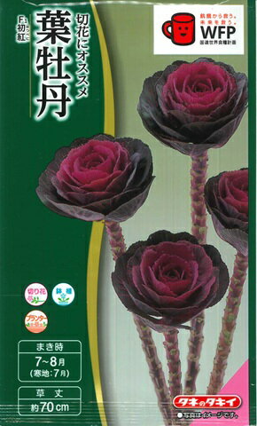 【葉牡丹の種】F1 初紅(はつべに)【タキイ交配】（0.5ml）ハボタン[夏まき]