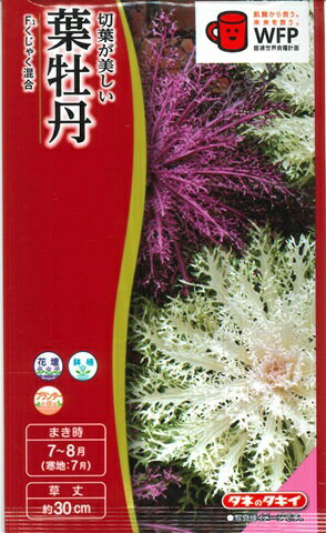 【葉牡丹の種】F1 くじゃく混合【タキイ交配】（0.5ml）ハボタン[夏まき]のサムネイル