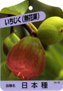 【果樹苗】蓬莱柿（日本種）いちじく【苗木】根巻き苗【落葉】日本いちぢく【RCP】/