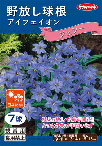 野放し球根【アイフェイオン ジェシー】【秋植え球根】（7球詰）【サカタのタネ】日なた向き02P01Oct16