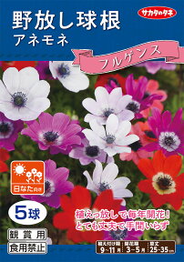 野放し球根【アネモネ】フルゲンス【秋植え球根】（5球詰）【サカタのタネ】日なた向き