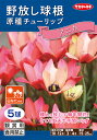 【野放し球根】 原種チューリップ　アニカ 【秋植え球根】（5球詰）【サカタのタネ】日なた向き【RCP