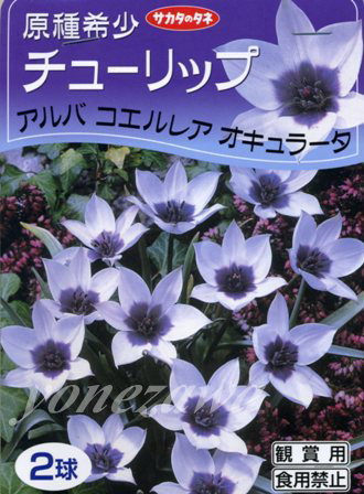 【サカタの秋植え球根】原種系チューリップ球根アルバコエルレアオキュラータ（2球詰）