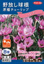 【野放し球根】原種チューリップ球根　ヘレナ【秋植え球根】（8球詰）【サカタのタネ】日なた向き