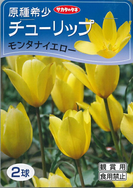 【サカタの秋植え球根】原種系チューリップ球根モンタナイエロー（2球詰）【RCP】