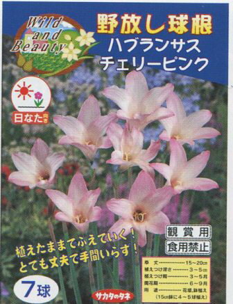 ■草　丈：15〜20cm ■植えつけ深さ：3〜5cm ■植えつけ期：3〜5月 ■開花期：6〜9月 ■用　途：花壇、鉢植え 　　　（15cm鉢に4〜5球植え）