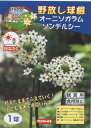 【野放し球根】オーニソガラムソンデルシー【サカタの球根】（日なた向き）1球