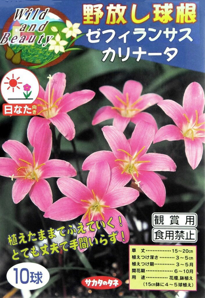 【野放し球根】ゼフィランサス　カリナータ【サカタの球根】（日なた向き）10球