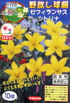 【野放し球根】ゼフィランサス　シトリナ【サカタの球根】（日なた向き）10球