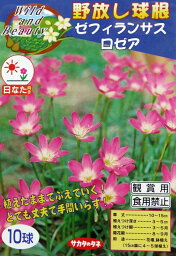 【野放し球根】ゼフィランサス　ロゼア【サカタの球根】（日なた向き）10球