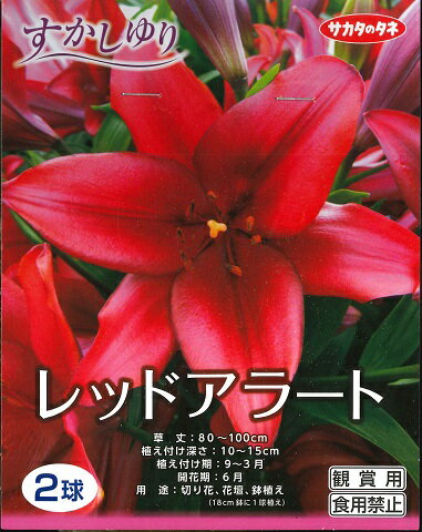 【秋植え球根】～すかしゆり～レッドアラート（2球詰）【サカタのタネ】