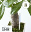 水分計サスティー（Mサイズ）3.5、4、5、6号鉢用水やり,観葉植物,洋蘭,多肉植物