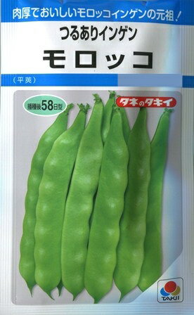 【つるありインゲン】モロッコ【タキイ種苗】（27ml）【極早生】野菜種[春まき]MF