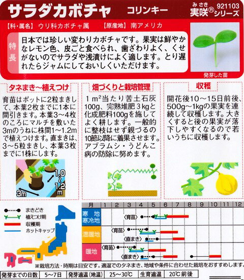 【サラダカボチャ】コリンキー 【サカタ交配】（6.5ml）野菜種/サカタのタネ[春まき]921103