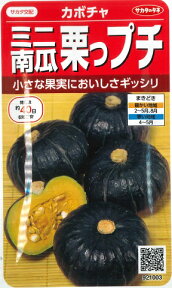 【ミニ栗カボチャ】栗っプチ【サカタ交配】（8粒）野菜種/サカタのタネ[春まき]921003【RCP】