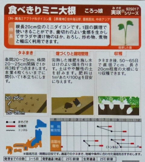 【食べきりミニ大根】ころっ娘【サカタの交配】（5ml）野菜種/サカタのタネ[春まき][秋まき]925017