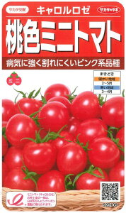 【桃色ミニトマト（ピンク）】キャロルロゼ【サカタ交配】（13粒）野菜種[春まき] 920106