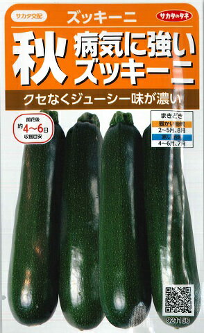 【秋ズッキーニ】病気に強いズッキーニ【サカタ交配】（4ml）野菜種/サカタのタネ[秋まき]921150【RCP】