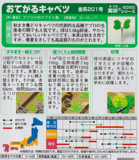 【おてがるキャベツ】金系201号【サカタ交配】（0.8ml）野菜種[春まき][秋まき]922002 2