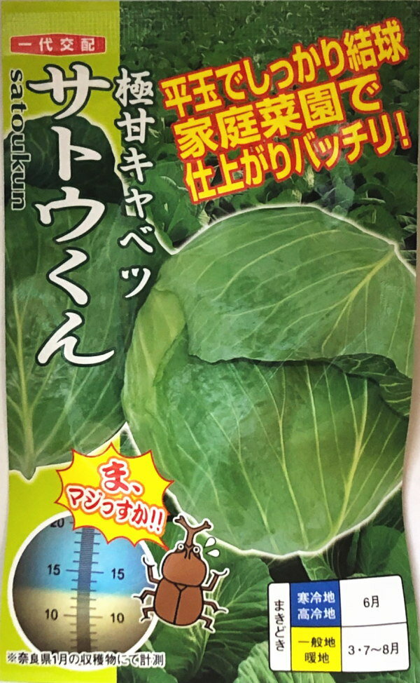 【極甘キャベツ】サトウくん【ナント種苗】一代交配 40粒 野菜種[春まき][秋まき]