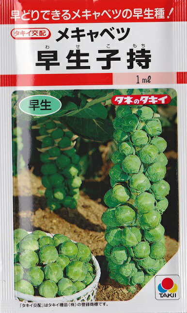 【芽キャベツ】早生子持【タキイ交配】栄養まるごとココロコ芽キャベツの種★（0.9ml）野菜種[秋まき]RFのサムネイル