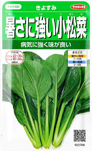 きよすみ（10ml）タネ　野菜種/コマツナ922700