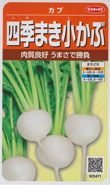 【小カブ】四季まき小かぶ【サカタ交配】（7ml）野菜種[春まき][秋まき]925471