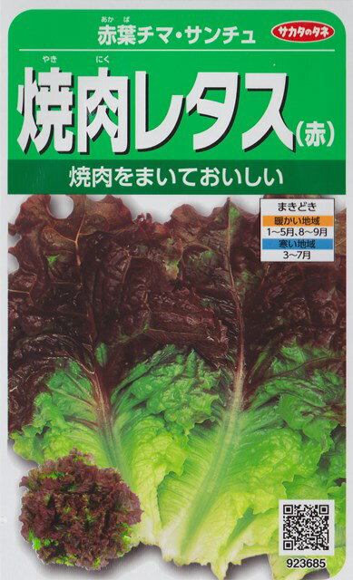 【赤葉チマ・サンチュ】焼肉レタス 赤 【サカタのタネ】 2.5ml かきチシャ/野菜種[春まき][秋まき]923685