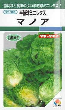 ★送料90円メール便OK★【半結球ミニレタス】マノア【タキイ種苗】（2ml）野菜種[春まき][秋まき]【RCP】