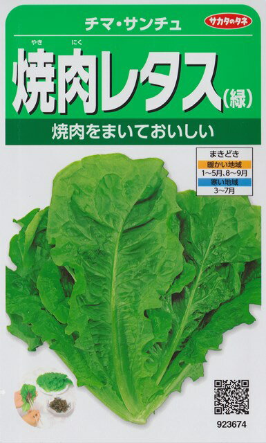 【チマ・サンチュ】焼肉レタス（緑）【サカタのタネ】（3.5ml）かきチシャ/野菜種[春まき][秋まき] 923674