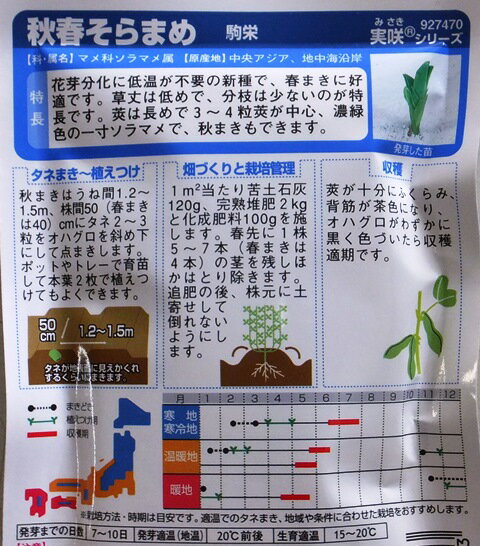 秋植えできる野菜15選 家庭菜園で秋から育てられる種類 品種を紹介 4ページ目 Botanica