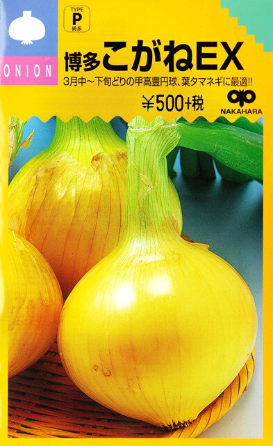 【タマネギ】博多こがねEX【中原採種場】（4ml）野菜種[秋まき]