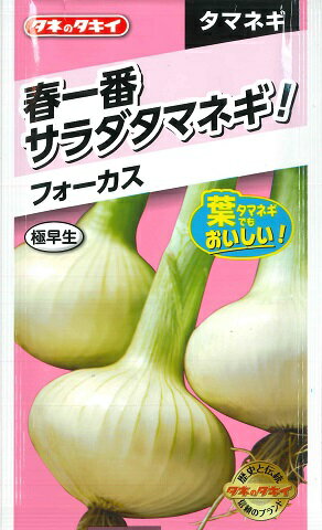 【タマネギ】春一番サラダタマネギ　フォーカス　極早生【タキイ種苗】野菜種（2ml）約250粒【RCP】のサムネイル