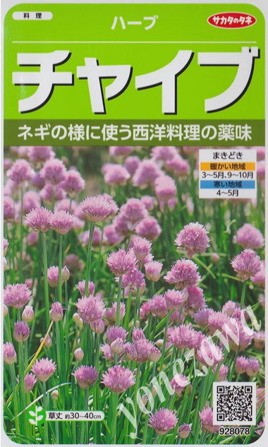 【ハーブの種】チャイブ【サカタのタネ】(0.9ml)【多年草】[春まき][秋まき]928078 1