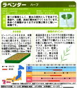 【ハーブの種】ラベンダー【サカタのタネ】（0.1ml）【多年草】[春まき][秋まき]928086