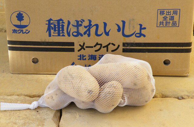【種イモ】 メークイン 【1kg】じゃがいもの種芋【ジャガイモ】のサムネイル