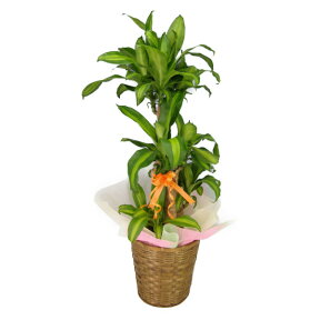 観葉植物 幸福の木 ドラセナ マッサンゲアナ 8号鉢 かご・受け皿付きkanyo-ma-08
